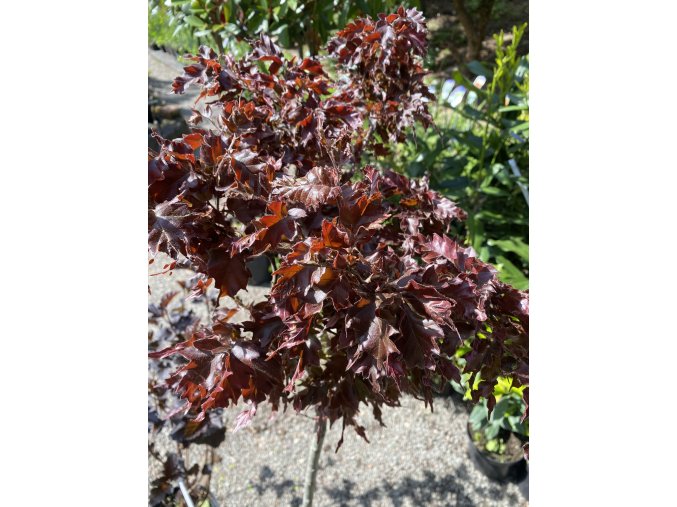 Fagus sylvatica 'Michal' - buk lesní