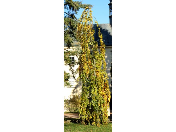 Fagus sylvatica 'Pendula' - buk lesní