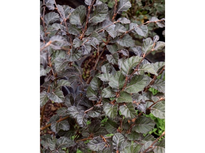 Fagus sylvatica 'Red Spire' - buk lesní