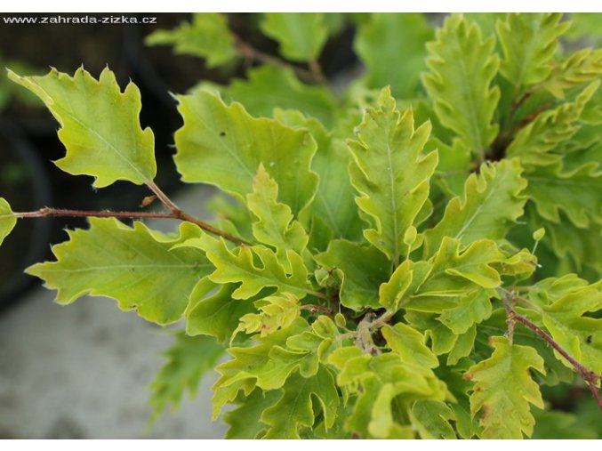 Fagus sylvatica 'Rohan Gold' - buk lesní