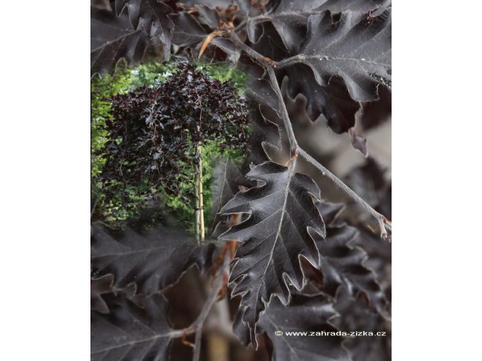 Fagus sylvatica 'Rohan Weeping' - buk lesní