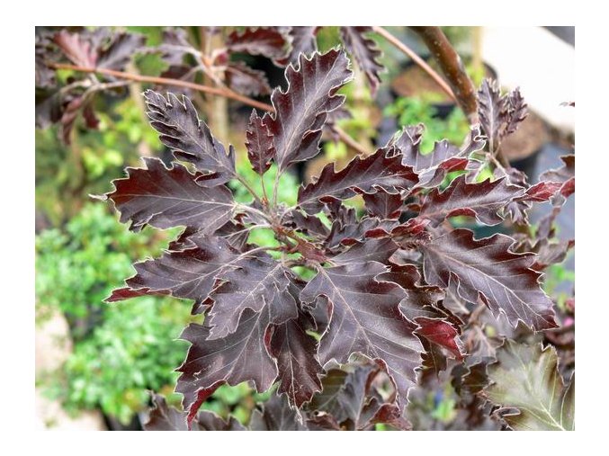Fagus sylvatica 'Rohanii' - buk lesní