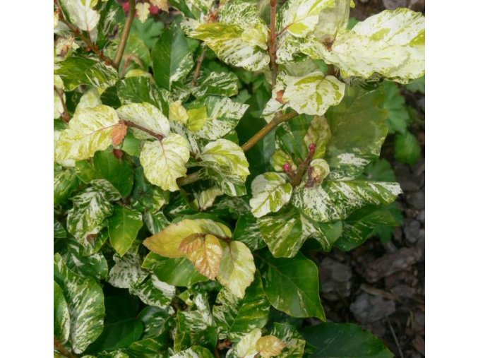 Fagus sylvatica 'Rolph Marquard' - buk lesní