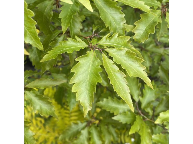 Fagus sylvatica 'Sandrode' - buk lesní