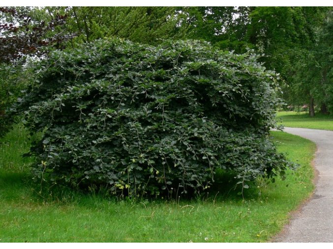 Fagus sylvatica 'Tortuosa' - buk lesní