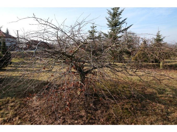 Fagus sylvatica 'Tortuosa Purpurea' - buk lesní