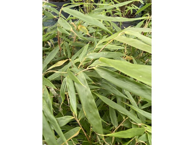 Fargesia 'Campbell' - bambus fargésie