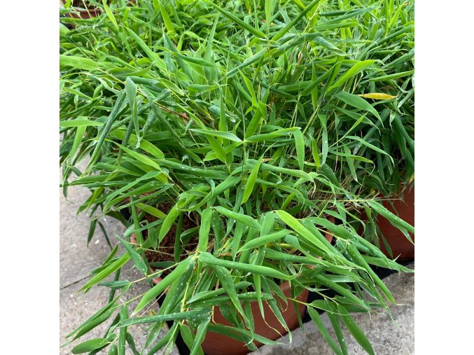 Fargesia murielae 'Luca' - bambus fargésie