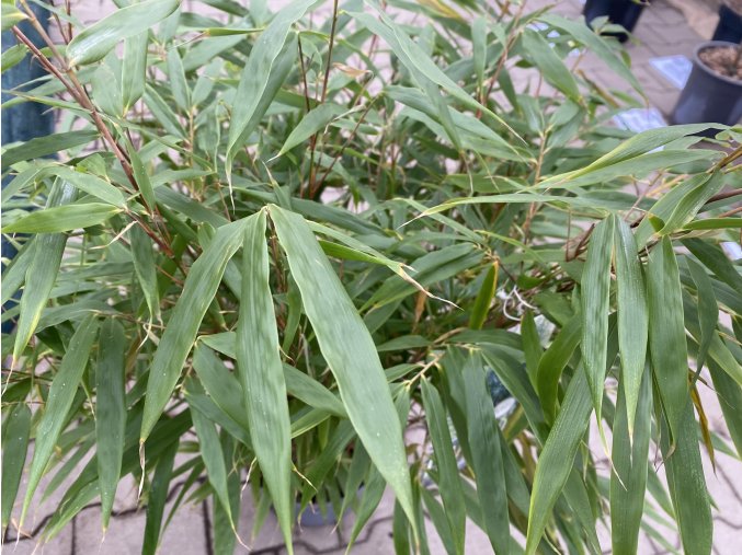 Fargesia robusta 'Formidable' - bambus