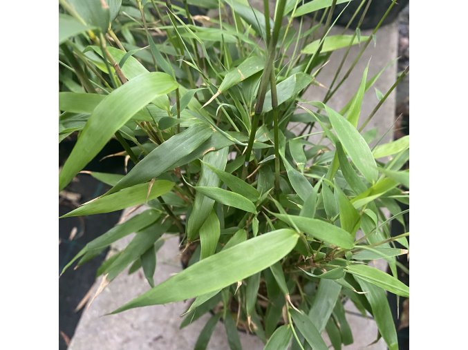 Fargesia robusta 'Formidable' - bambus