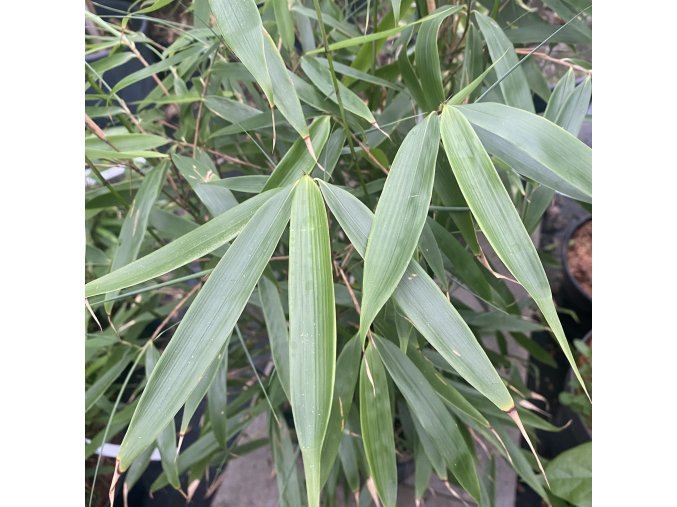 Fargesia robusta 'Pingwu' - bambus