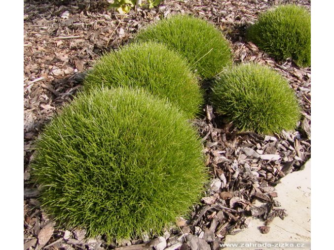 Festuca scoparia (gaulteri) 'Pic Carlit' - kostřava