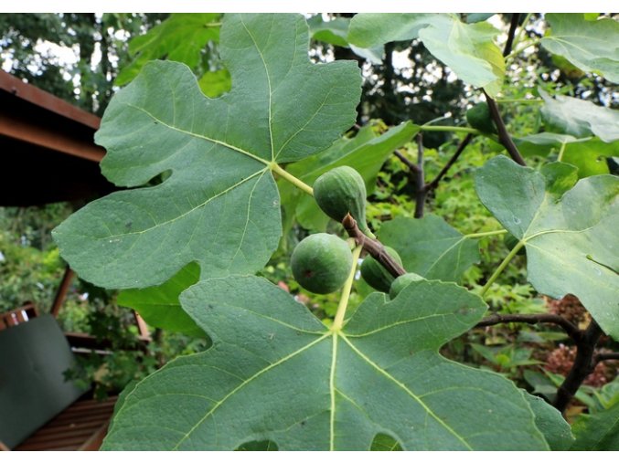 Ficus carica - fíkovník smokvoň