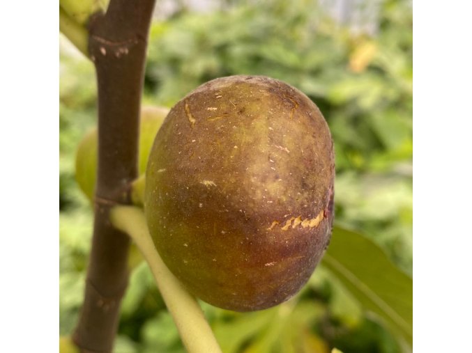 Ficus carica 'Brown Turkey' - fíkovník smokvoň