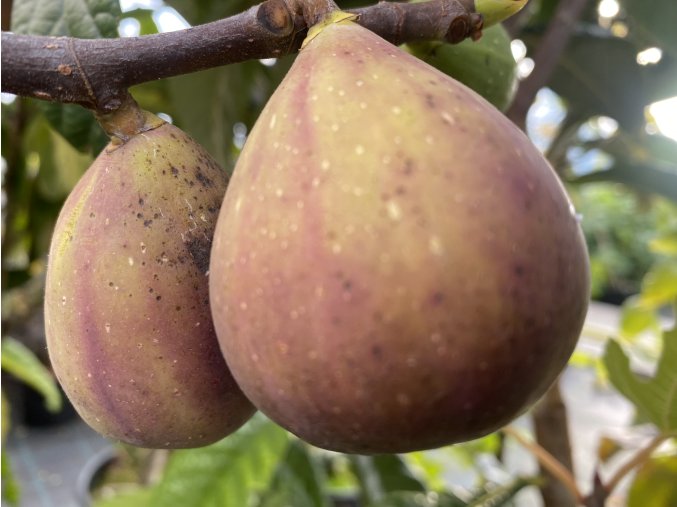 Ficus Peretta