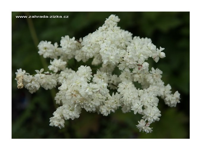 Filipendula vulgaris 'Multiplex' - tužebník obecný