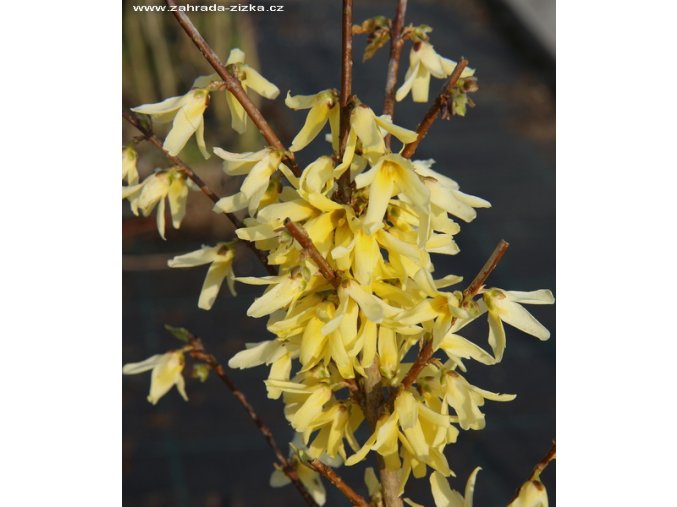 Forsythia giraldiana - zlatice Giraldova