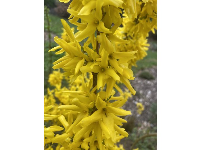 Forsythia intermedia 'Goldraush' - zlatice
