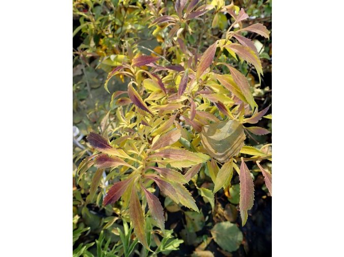 Forsythia viridissima 'Mck Citrine' - zlatice zelená