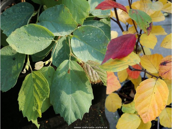 Fothergilla gardenii 'Blue Shadow' - fotergila Gardenova