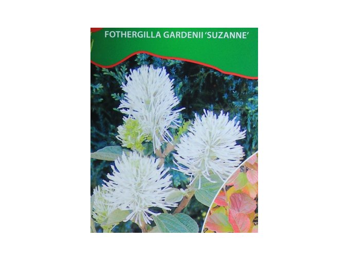 Fothergilla gardenii 'Suzanne' - fotergila Gardenova