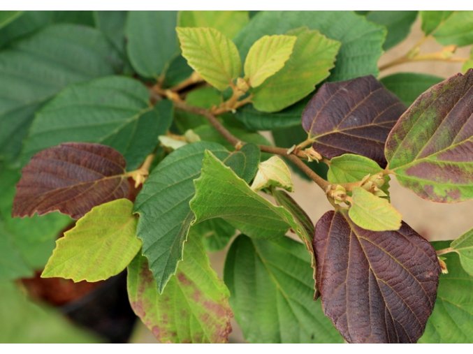 Fothergilla intermedia 'Klmtwo' BEAVER CREEK - fotergila, kuska