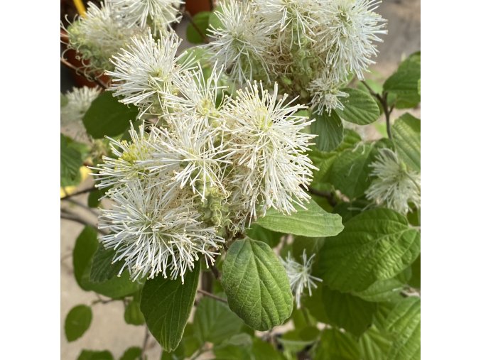 Fothergilla intermedia 'Red Licorice' - fotergila, kuska