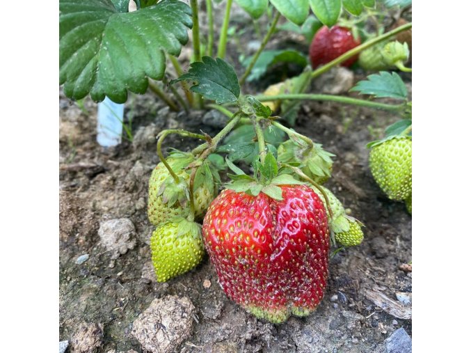 Fragaria 'Karmen' - jahodník poloraný