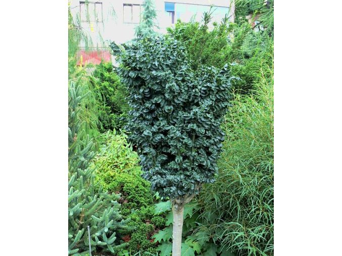 Fraxinus excelsior 'Crispa' - jasan ztepilý
