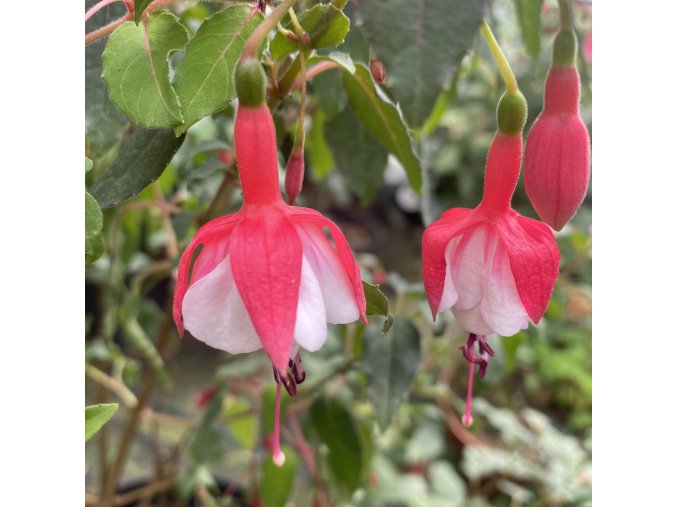 Fuchsia 'Alice Hoffman' - fuchsie