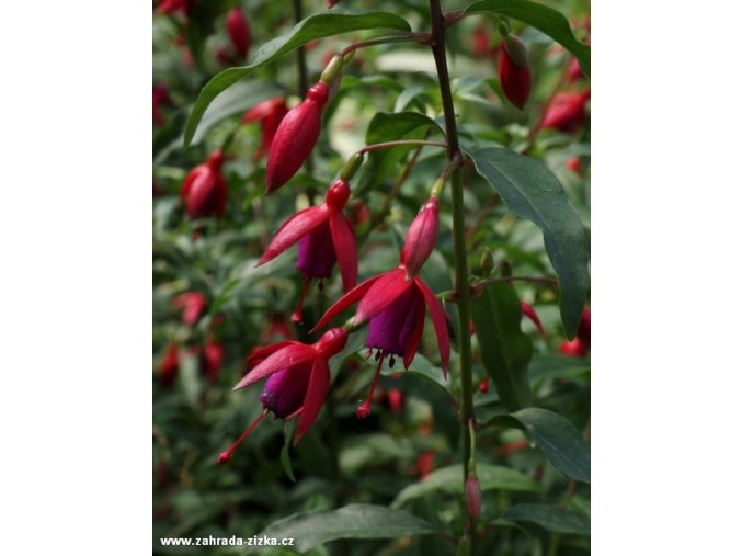 Fuchsia 'Bernisser Hardy' - fuchsie zimuvzdorná