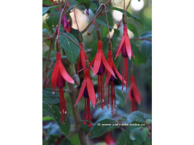 Fuchsia magellanica 'Gracilis' - fuchsie zimuvzdorná
