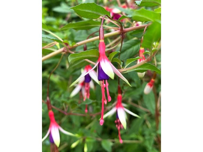 Fuchsia magellanica 'Arauco' - fuchsie zimuvzdorná