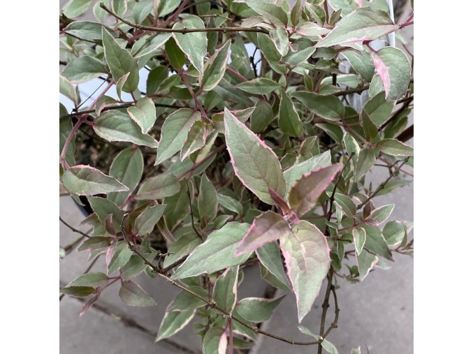 Fuchsia magellanica 'Versicolor'