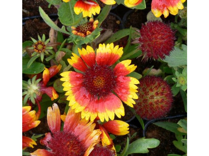 Gaillardia aristata 'Kobold' - kokarda