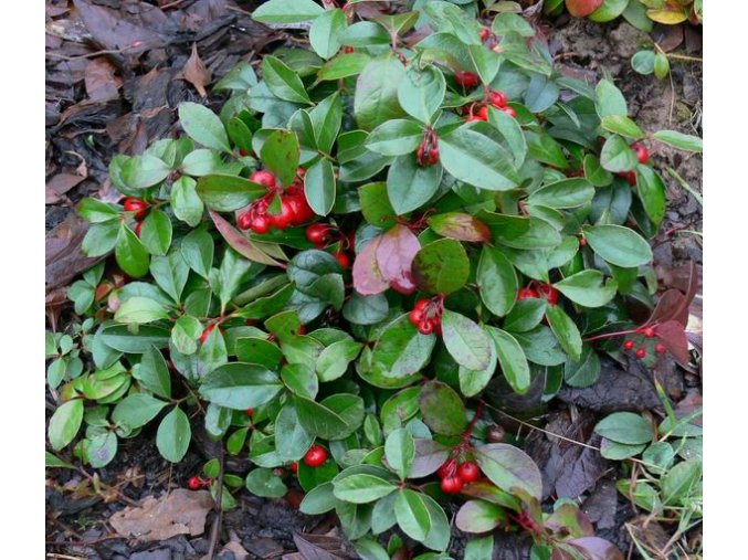 Gaultheria procumbens - libavka