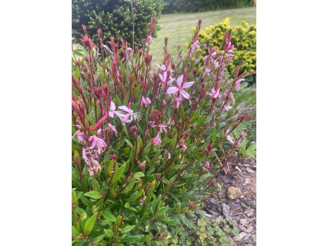Gaura lindheimeri 'Pink Dwarf' - svíčkovec