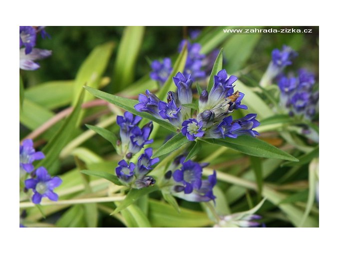 Gentiana dahurica - hořec dahurský