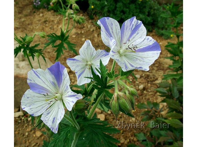 Geranium pratense 'Splish Splash' - kakost luční