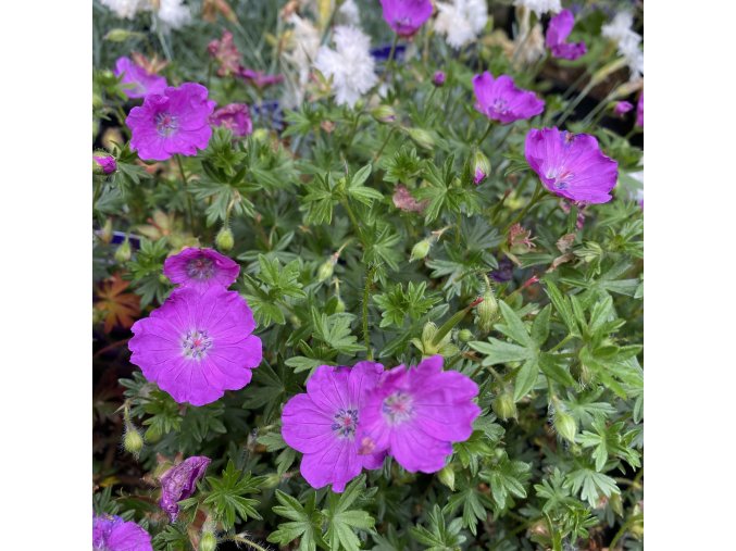 Geranium sanguineum 'Max Frei' - kakost krvavý
