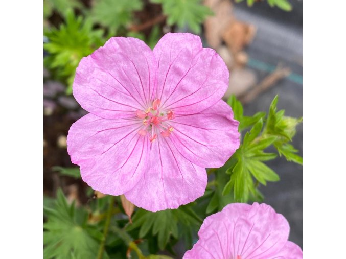 Geranium sanguineum 'Vision Pink' - kakost krvavý