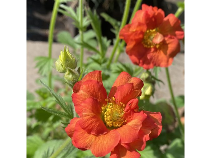 Geum 'Grande Rosso' - kulík