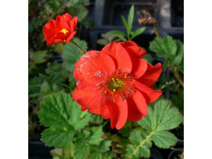 Geum quellyon 'Mrs Bradshaw' ('Feuerball') - kuklík patagonský