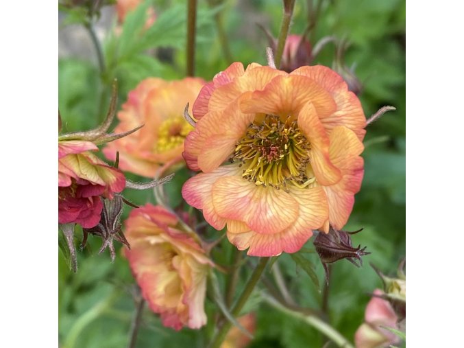 Geum 'Nonna' - kuklík