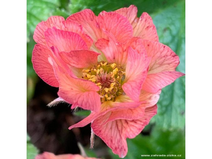 Geum 'Totally Tangerine' - kuklík