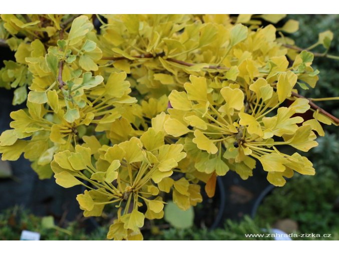 Ginkgo biloba 'Chris's Dwarf' - jinan dvoulaločný