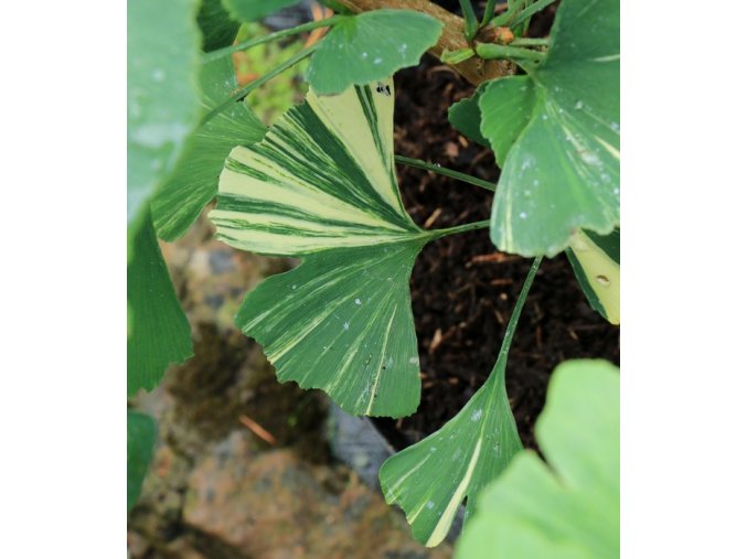 Ginkgo biloba 'Mellow Yellow' - jinan dvoulaločný