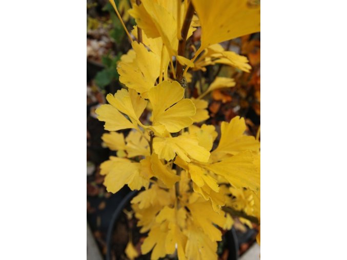 Ginkgo biloba 'Menhir' - jinan dvoulaločný