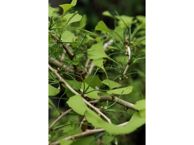 Ginkgo biloba 'Mutant Weeper' - jinan dvoulaločný