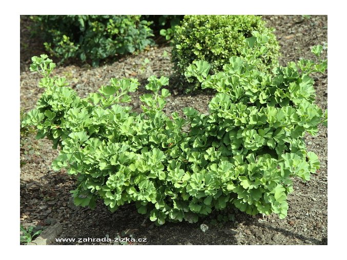 Ginkgo biloba 'Troll' kmínek - jinan dvoulaločný
